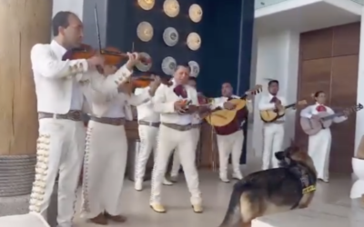 K-9 Sgt. Lanzer on Mexico & Music